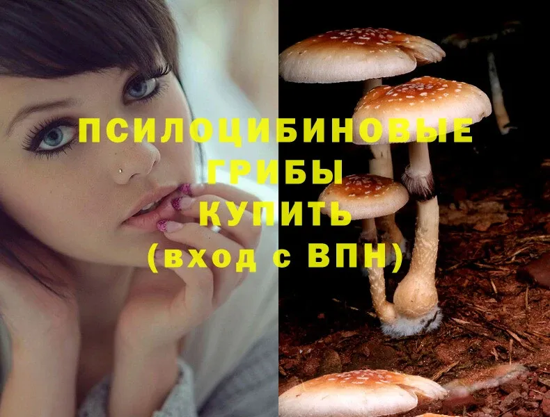 ссылка на мегу вход  Видное  Псилоцибиновые грибы Psilocybe  где купить наркоту 